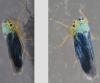 Cicadella viridis